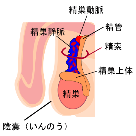 精索静脈瘤男性陰嚢部説明