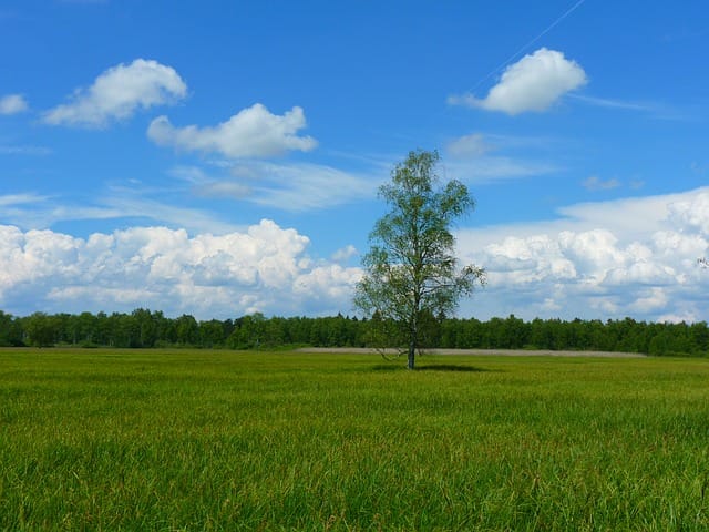 tree-7835_640